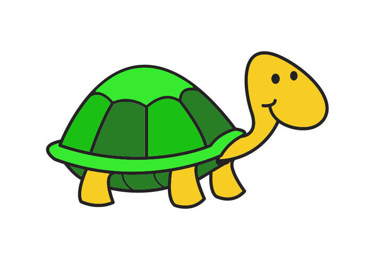 Image tortoise