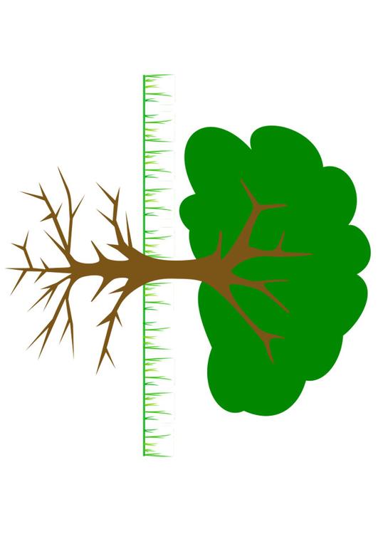 tree with roots