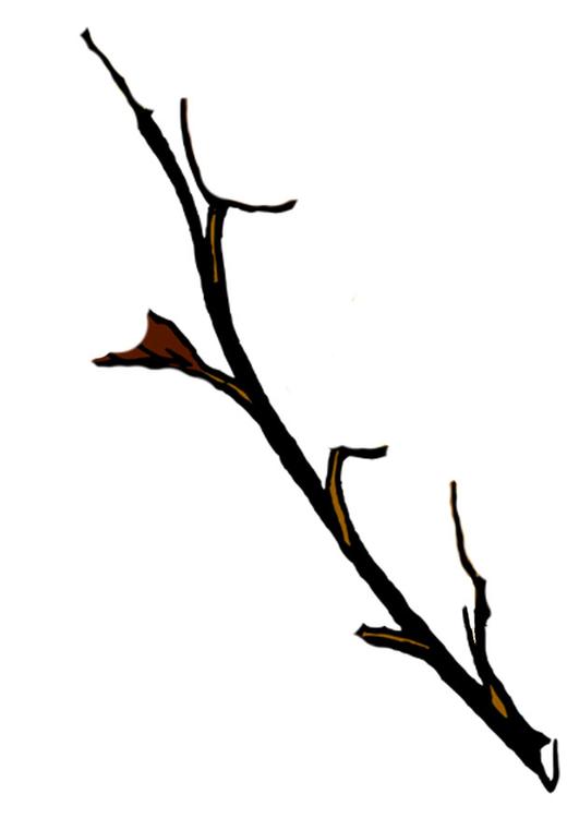 treebranch in winter