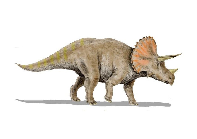 Image triceratops