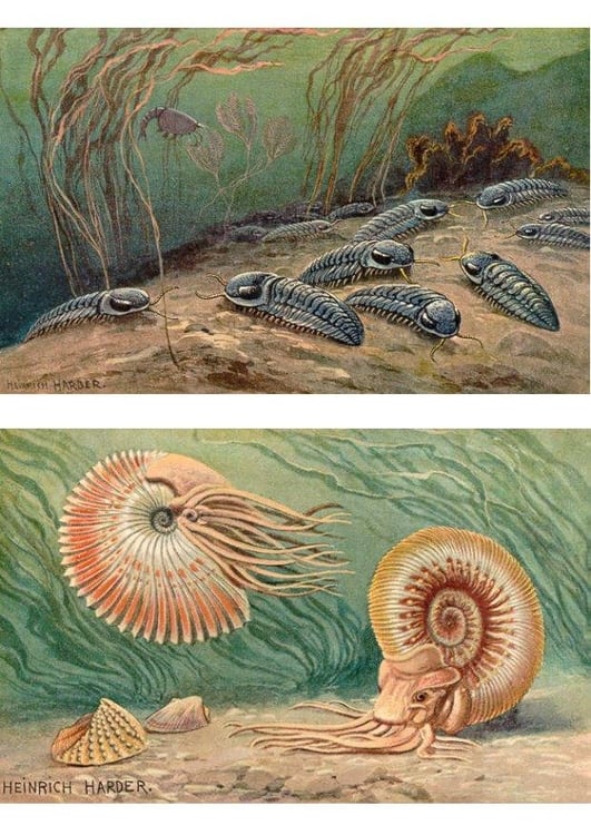 Image Trilobites ands ammonoids