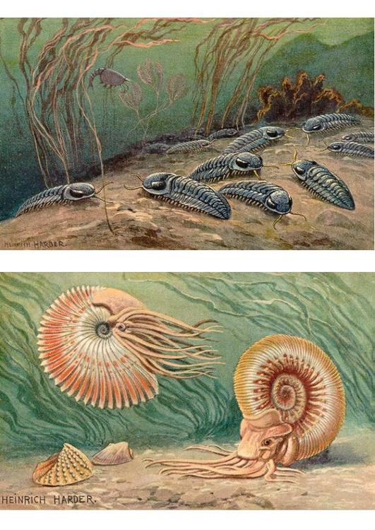Trilobites ands ammonoids