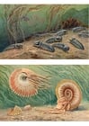 Image Trilobites ands ammonoids