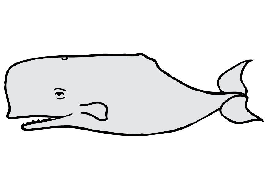 Image whale