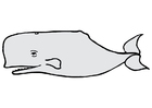 Images whale