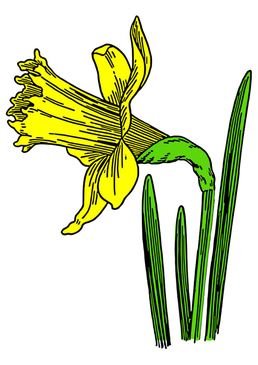 Image wild daffodil