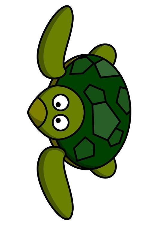 z1-sea turtle