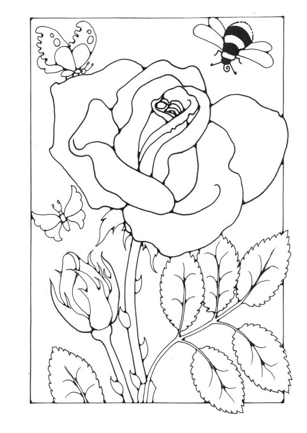 Coloring Page rose with bee and butterfly - Free printables - Img 18703