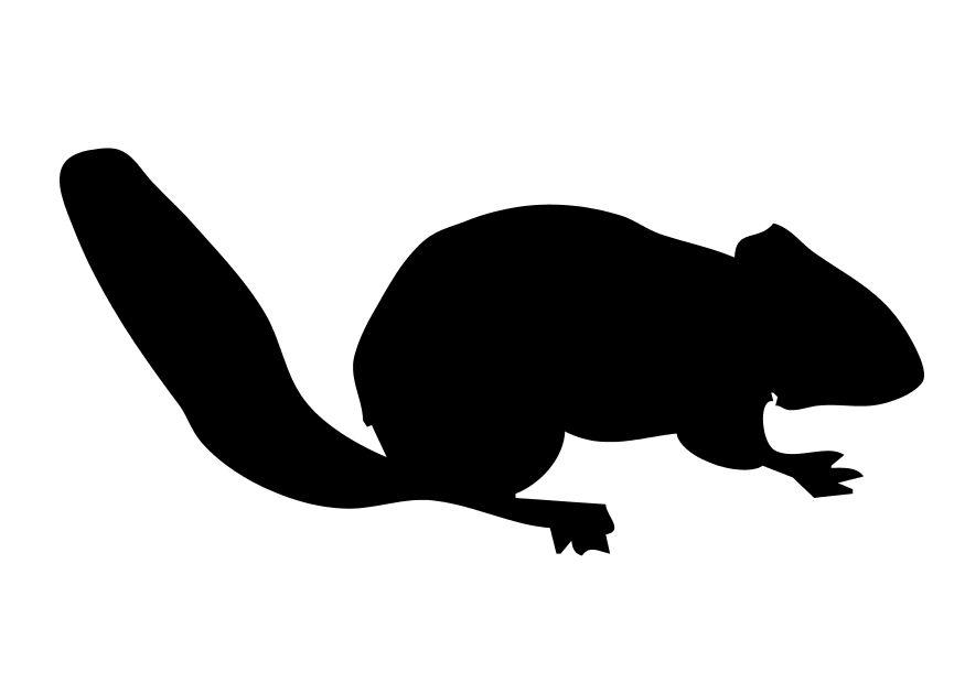 squirrel Coloring page squirrel
