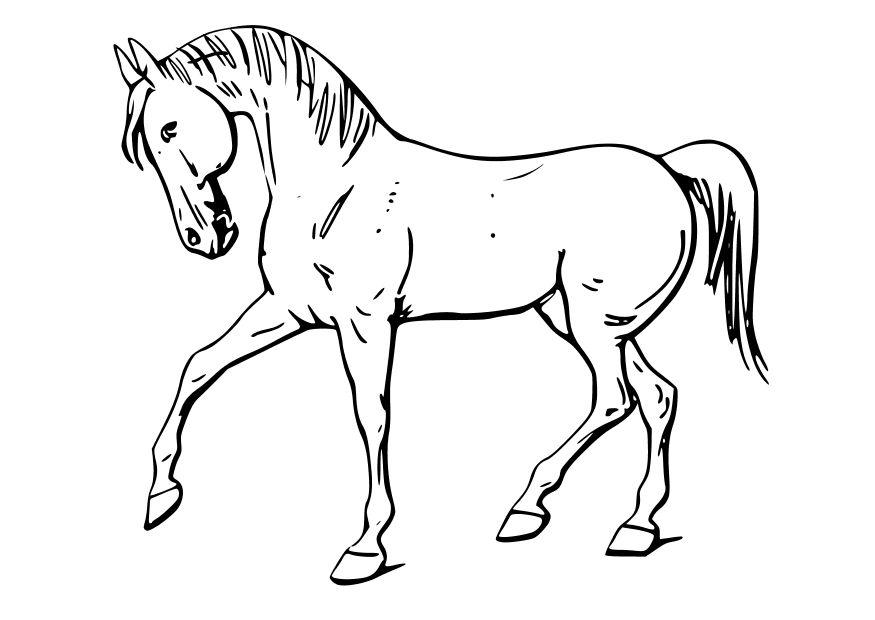 horse Coloring page horse
