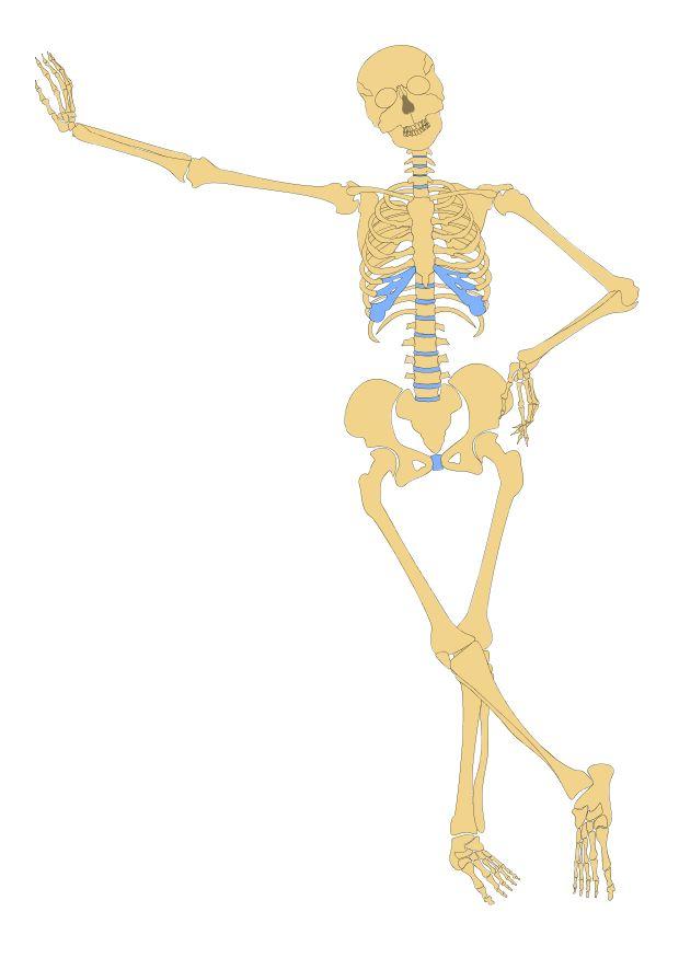 skeleton Image skeleton