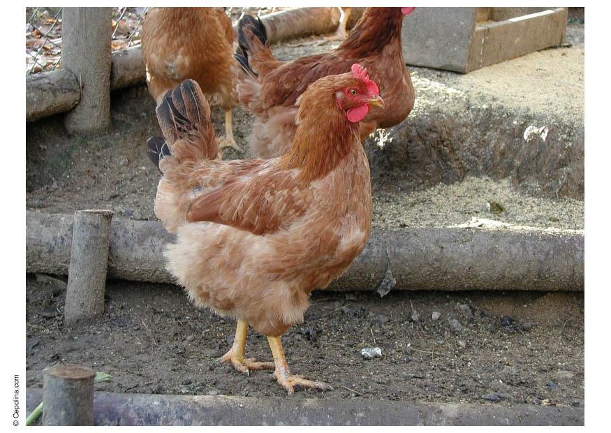 chicken 2 Photo chicken 2