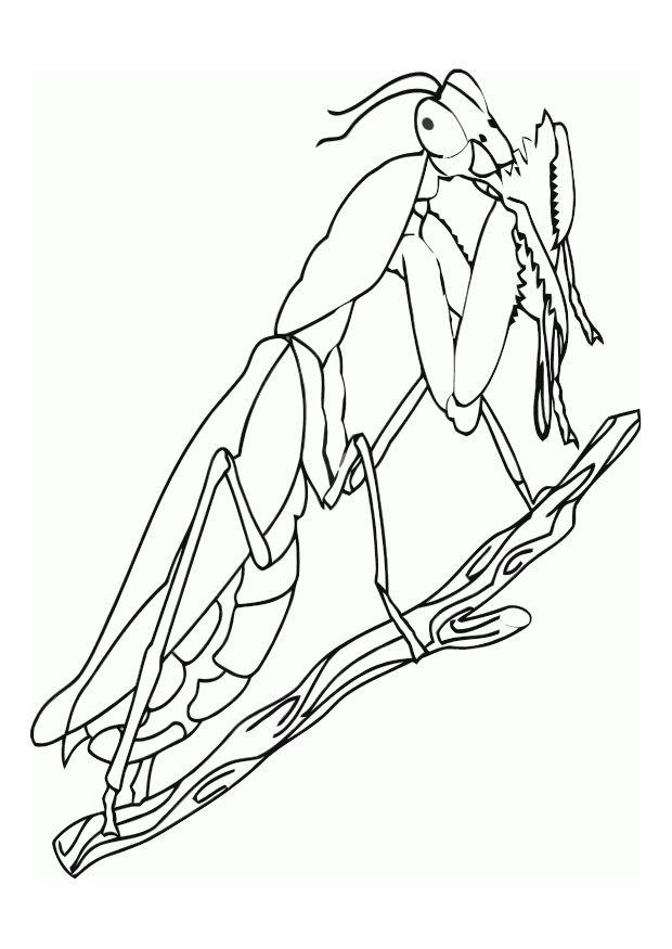praying mantis Coloring page praying mantis