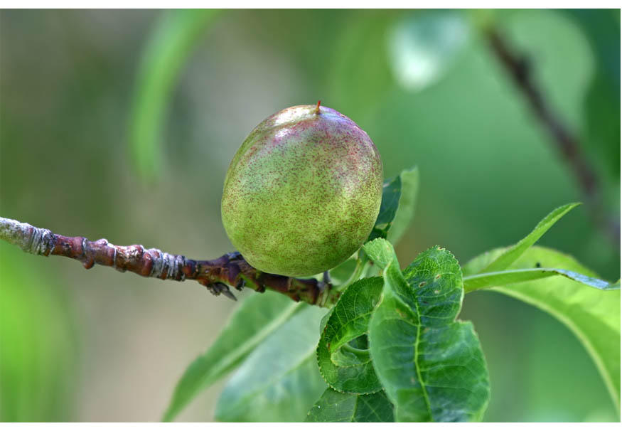 5. nectarine late spring Photo 5. nectarine late spring