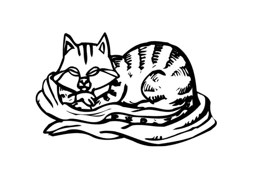 cat Coloring page cat