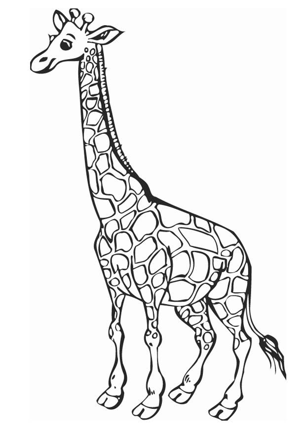 giraffe Coloring page giraffe