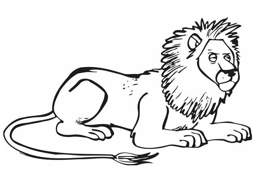lion Coloring page lion