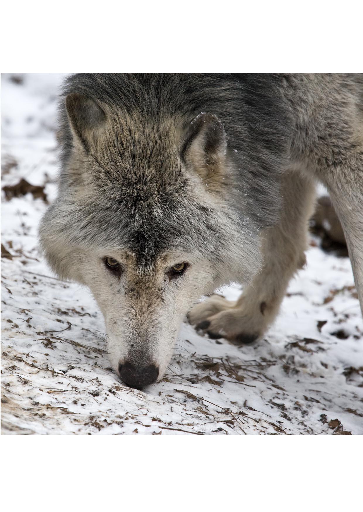 wolf Photo wolf