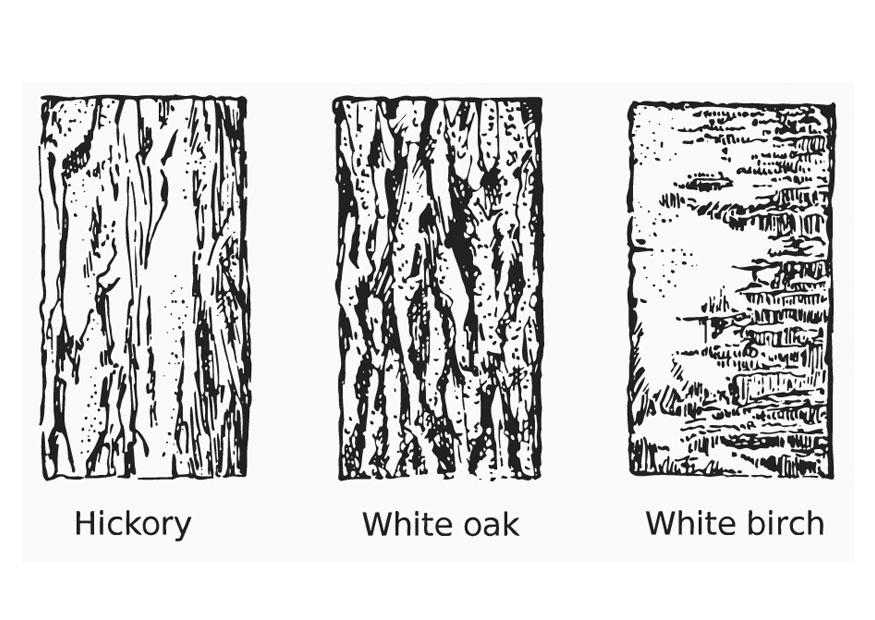 Coloring page bark