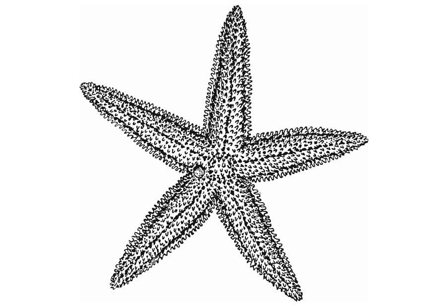 Coloring page starfish