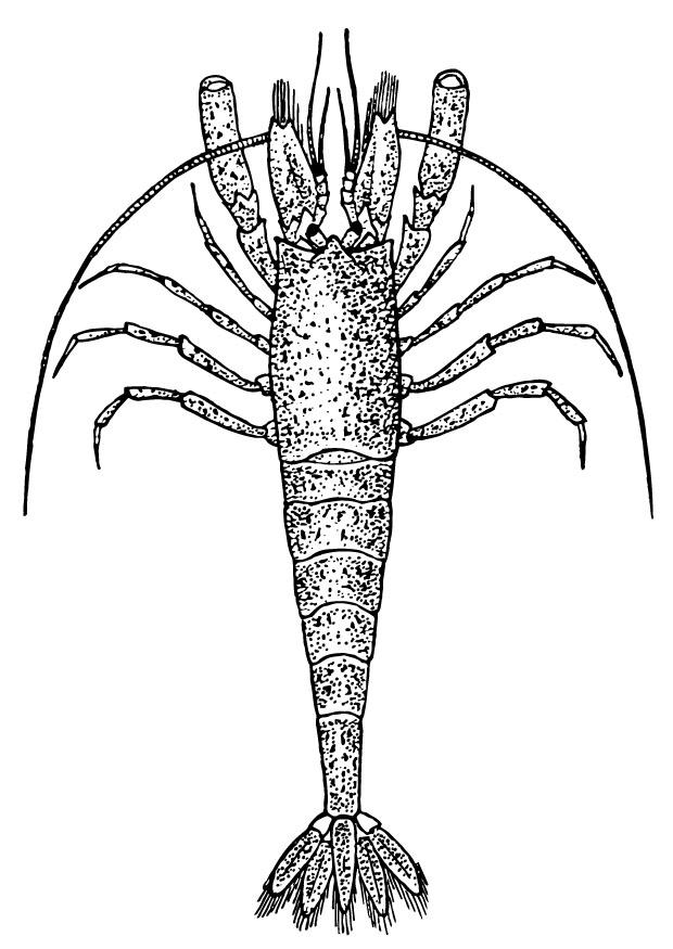 prawn Coloring page prawn