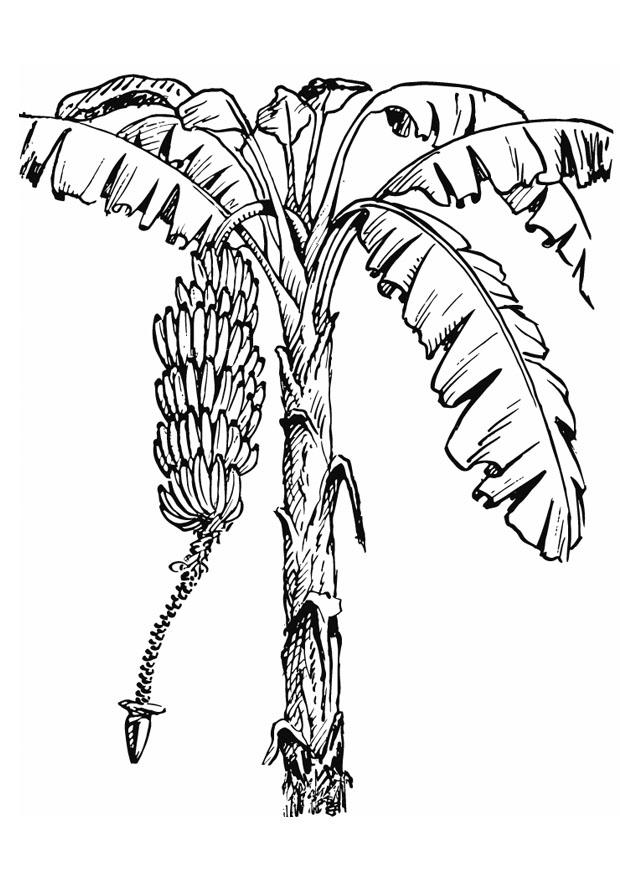 banana tree Coloring page banana tree