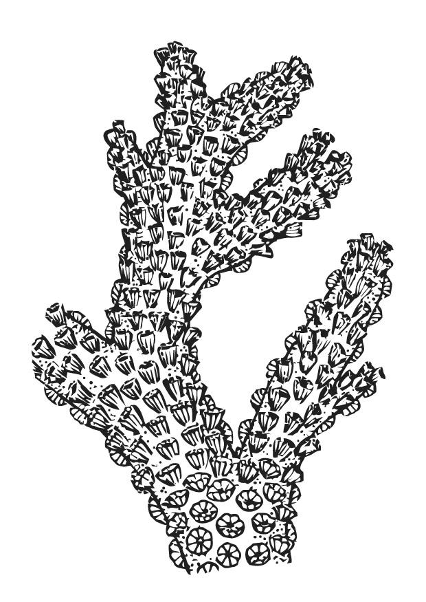 coral Coloring page coral