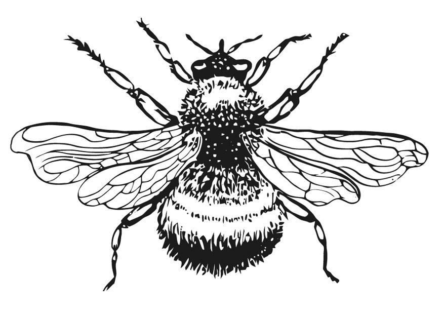 Coloring page bumble-bee