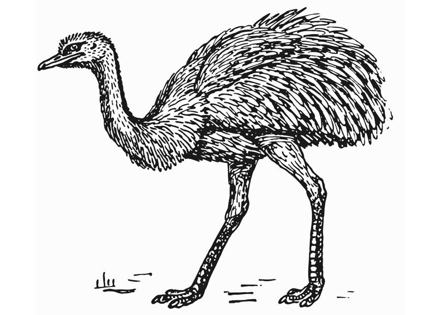 rhea - ostrich Coloring page rhea - ostrich