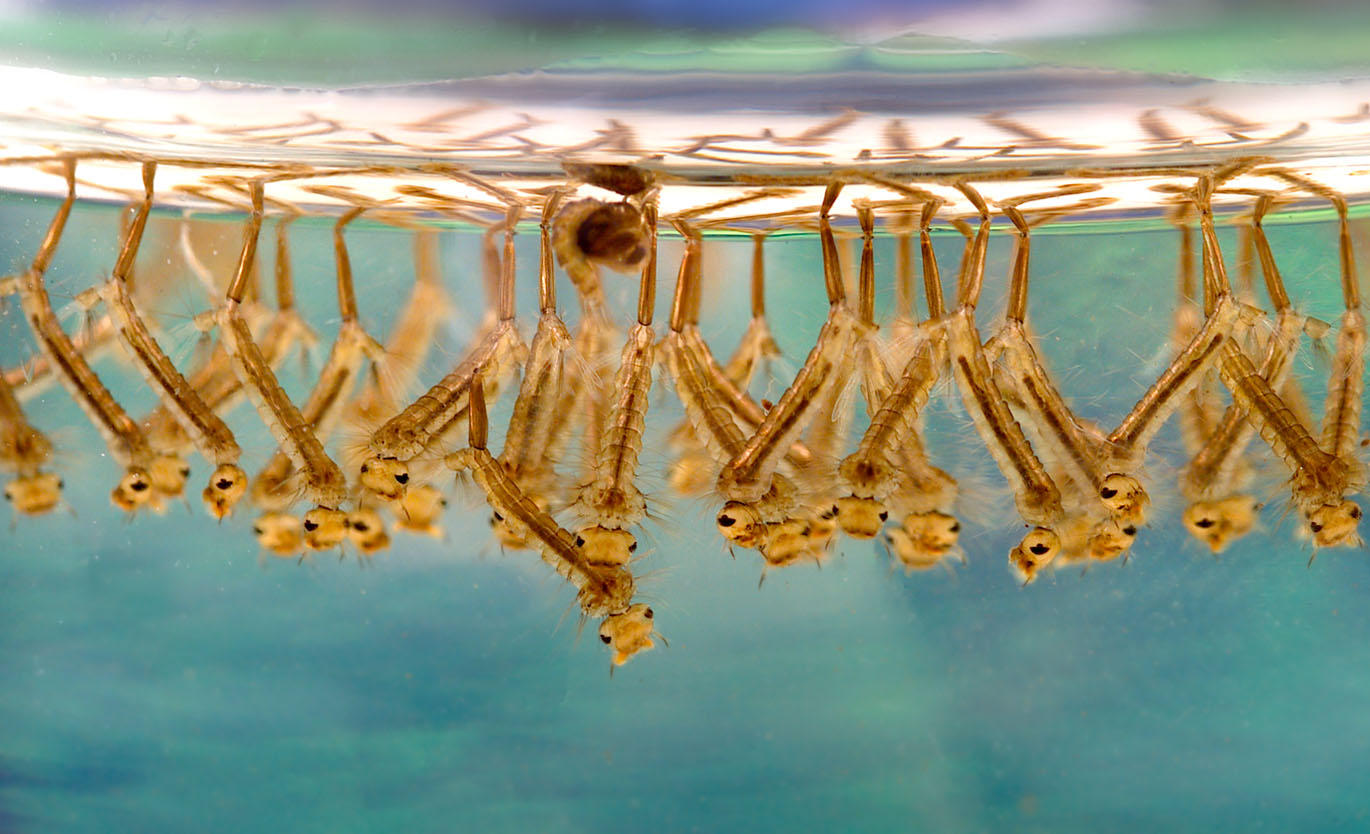mosquito larvae Photo mosquito larvae