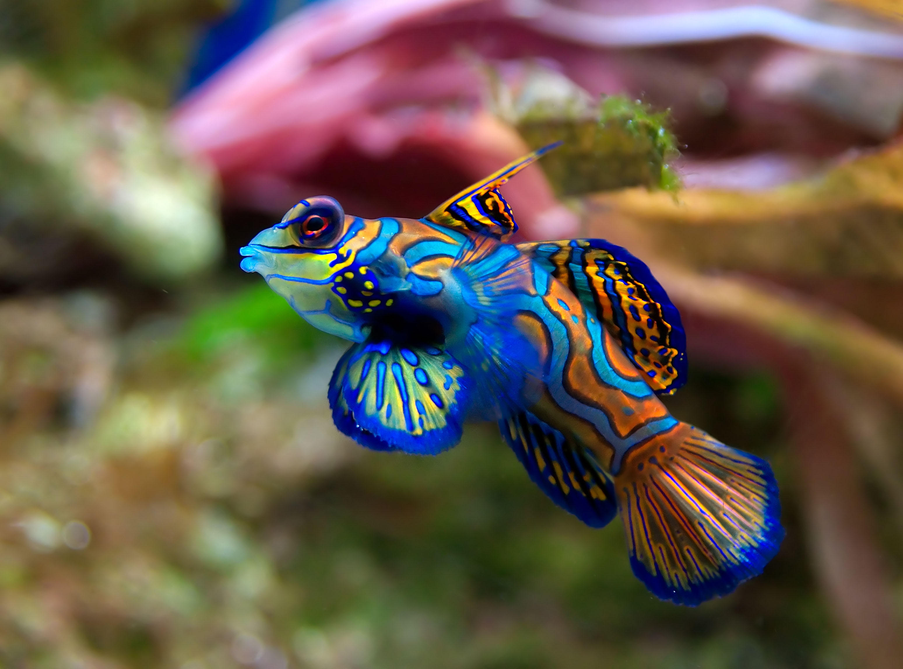 fish - synchiropus spledidus Photo fish - synchiropus spledidus