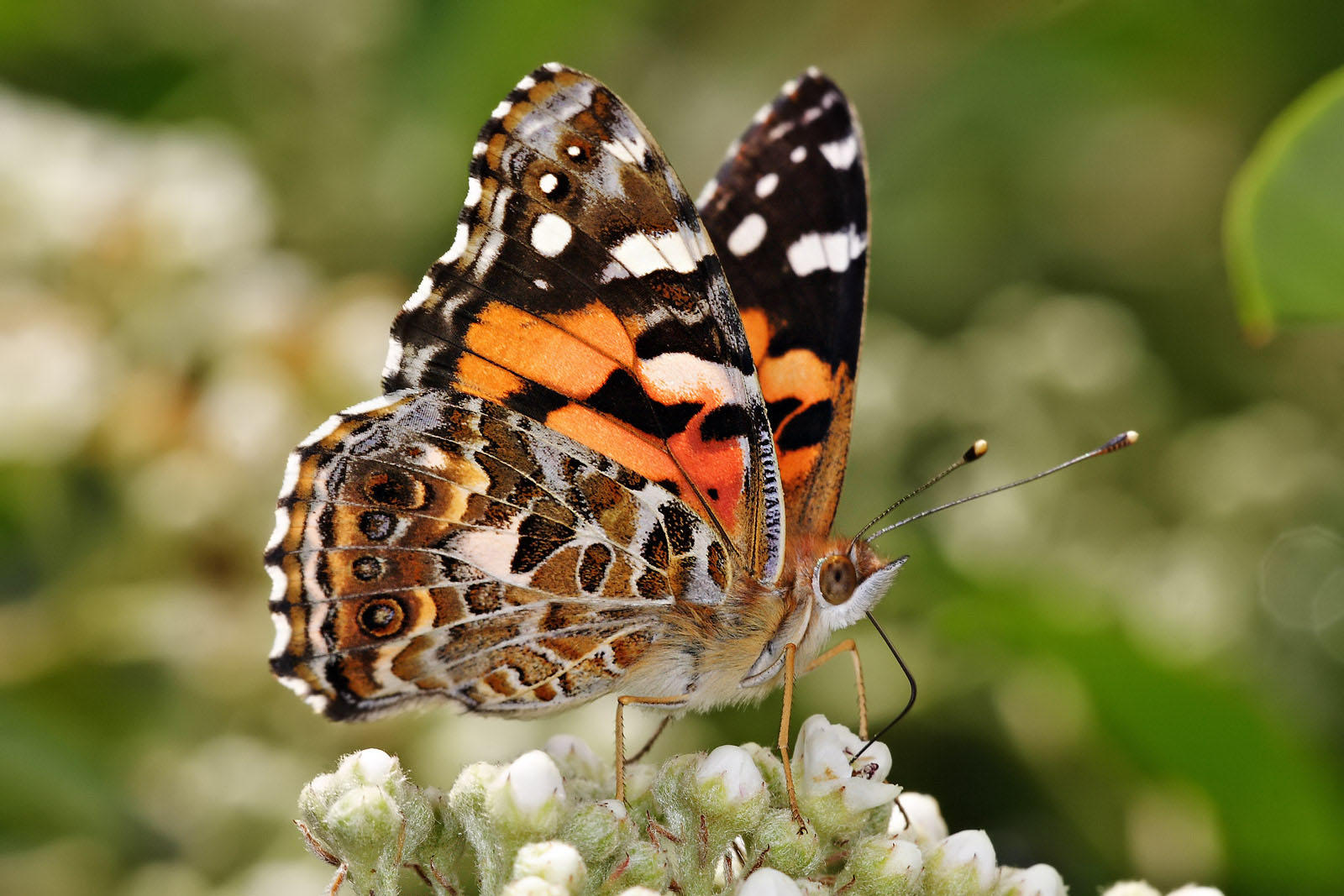 butterfly - australian painted lady Photo butterfly - australian painted lady