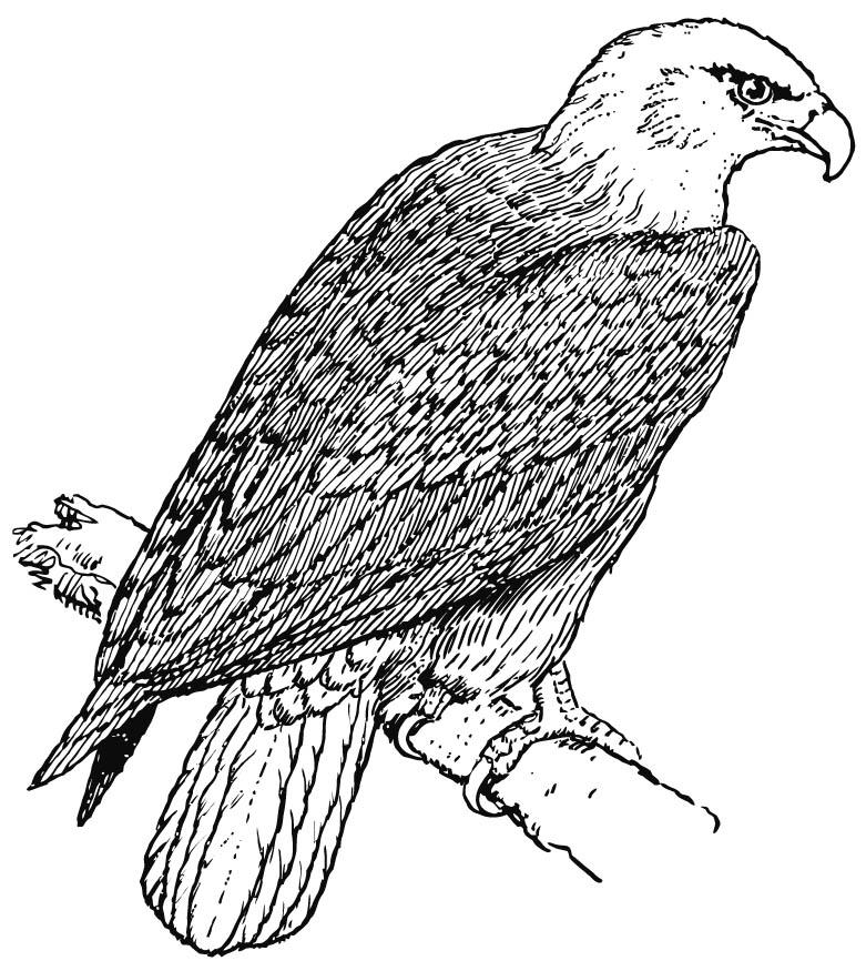 eagle Coloring page eagle