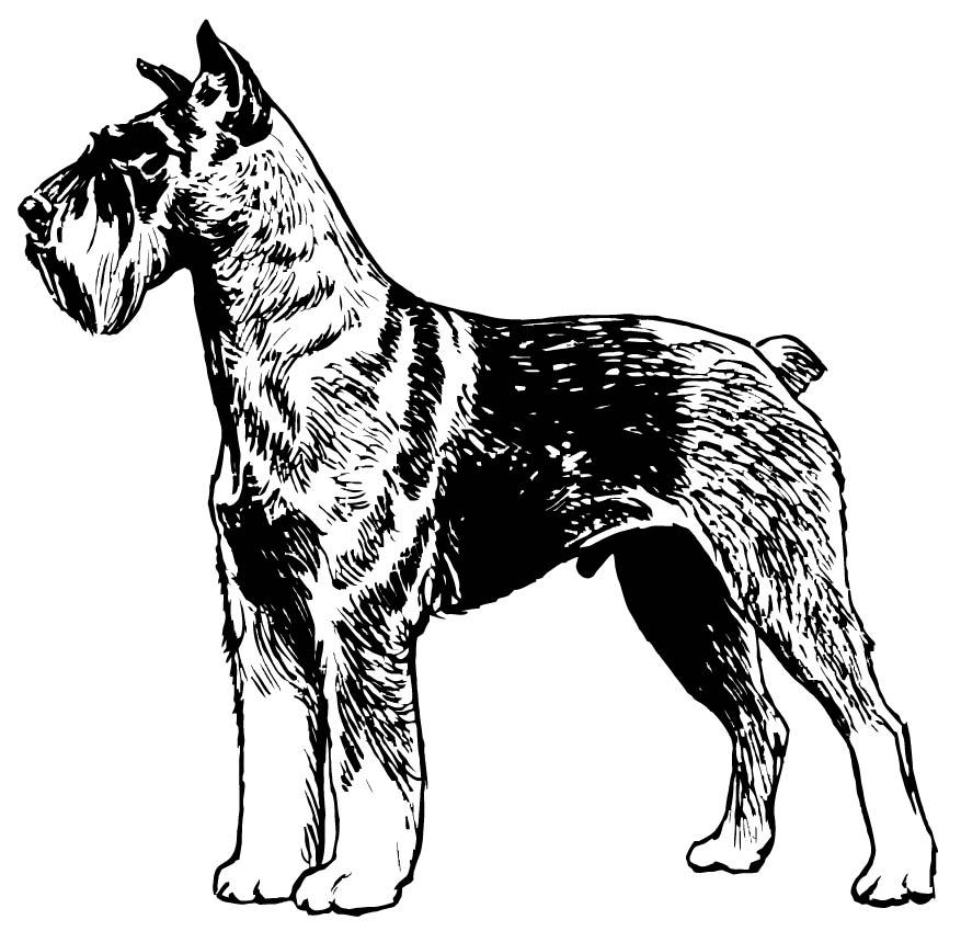 schnauzer Coloring page schnauzer
