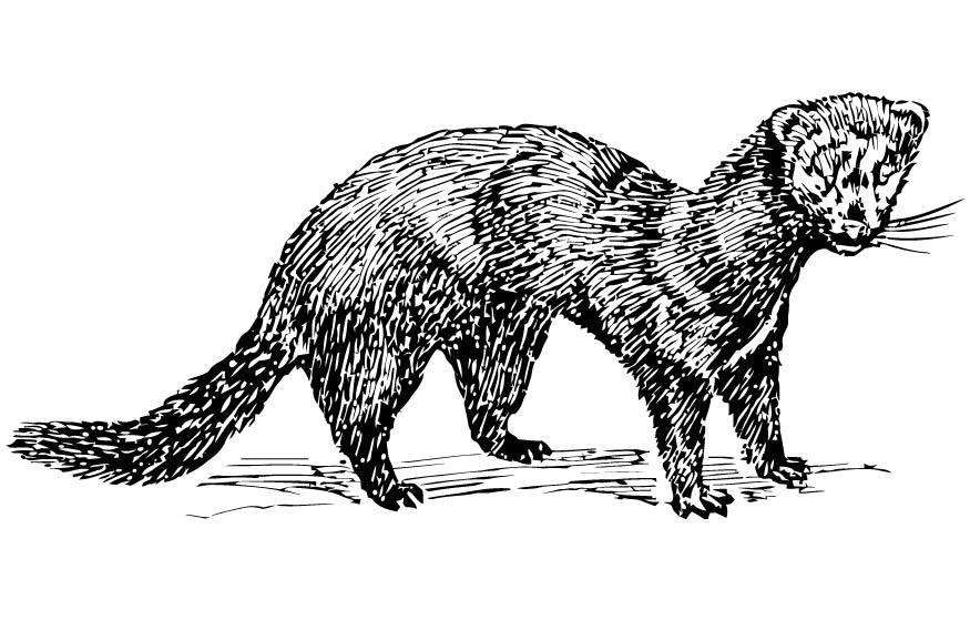 Coloring page mink