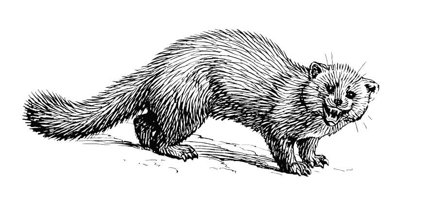 Coloring page marten