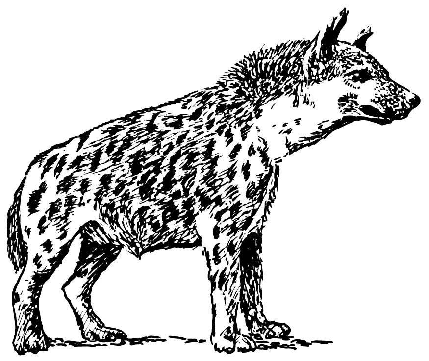 hyena Coloring page hyena