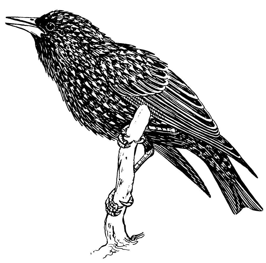 starling Coloring page starling