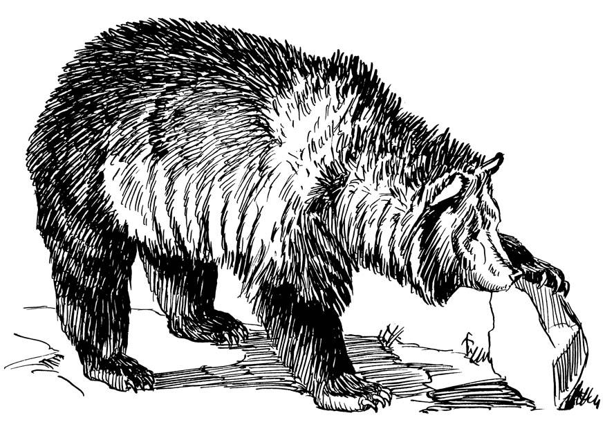 Coloring page bear