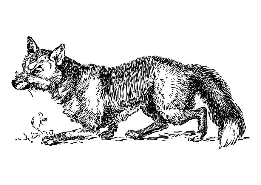 fox Coloring page fox