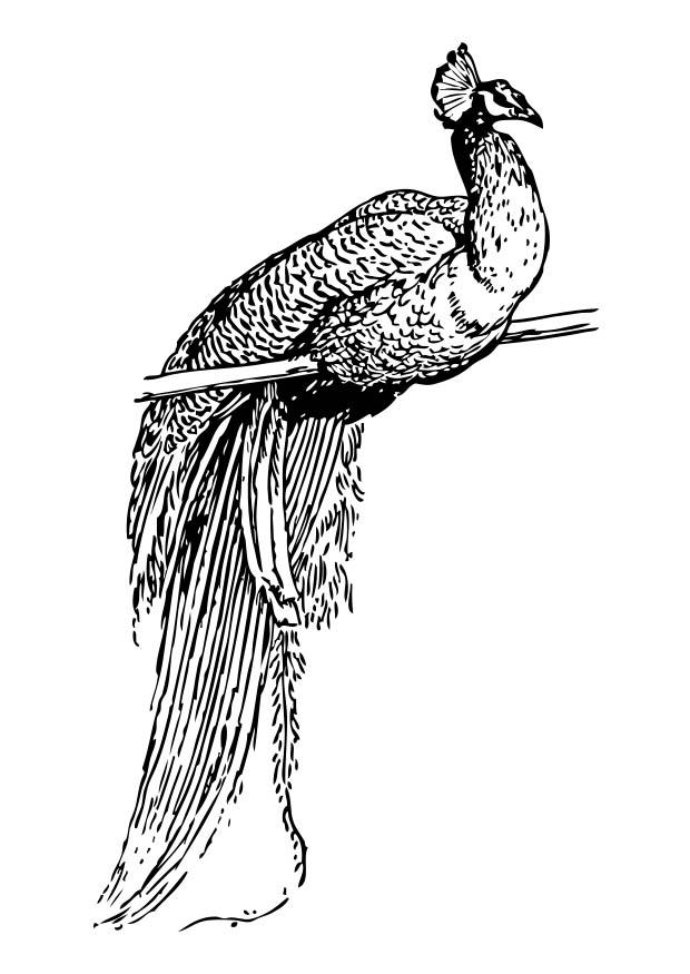 peacock Coloring page peacock