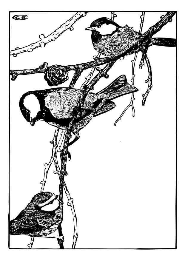 great tit Coloring page great tit