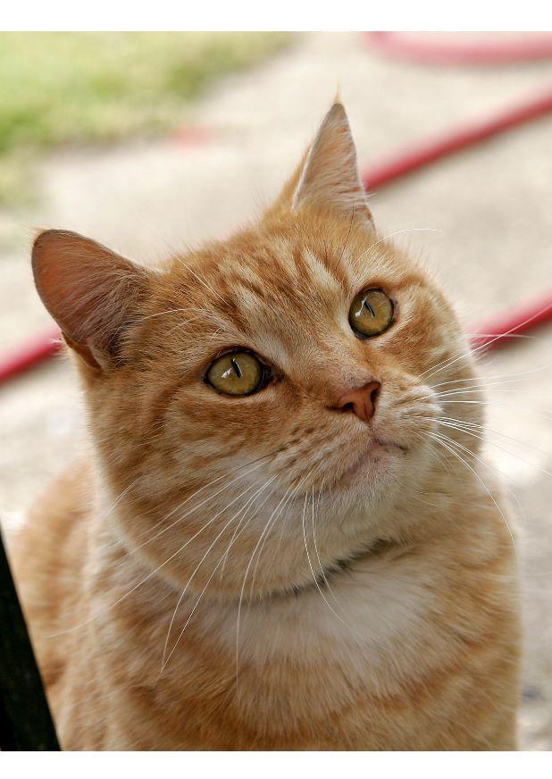 cat Photo cat