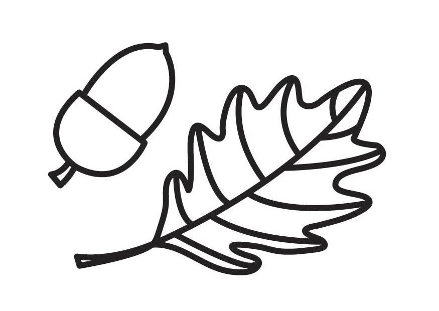 acorn and acorn leaf Coloring page acorn and acorn leaf