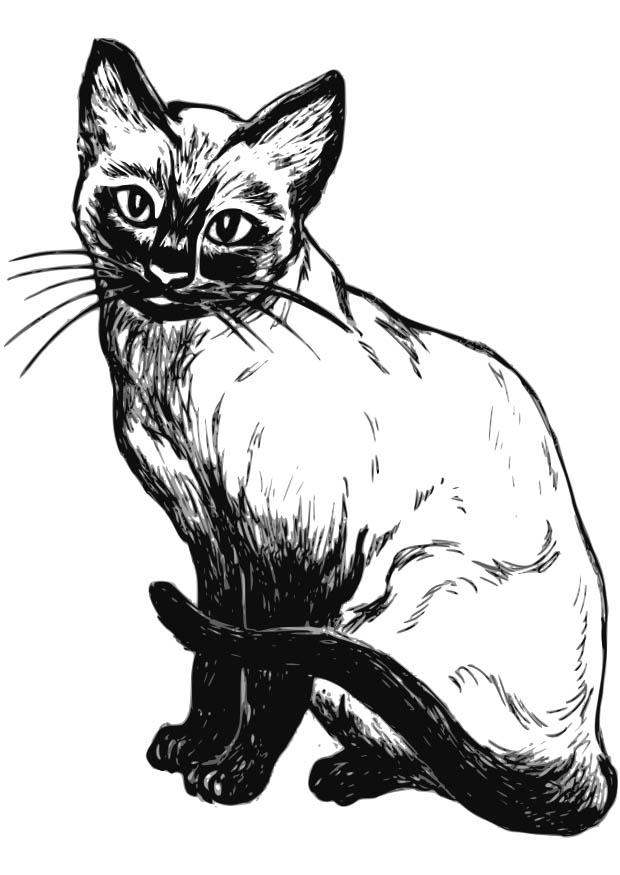 cat Coloring page cat
