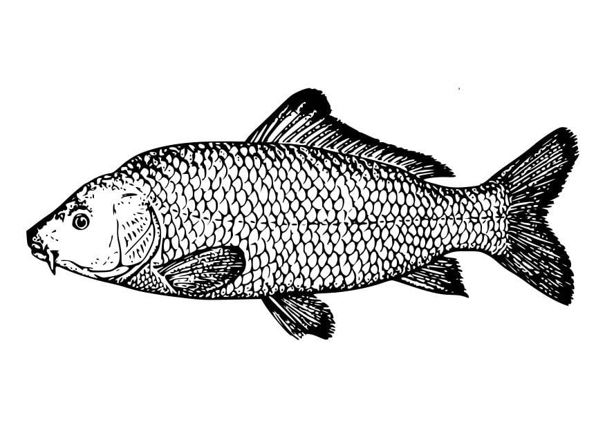 Coloring page carp