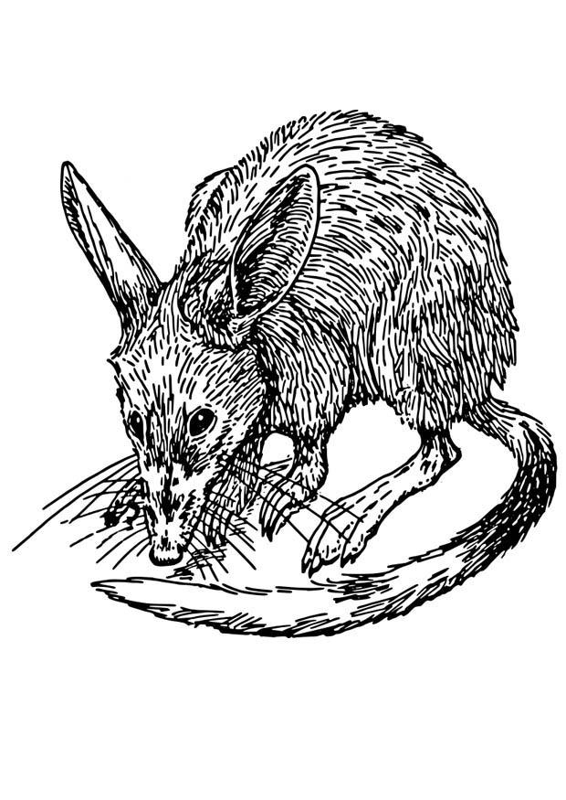 rat - bandicoot Coloring page rat - bandicoot
