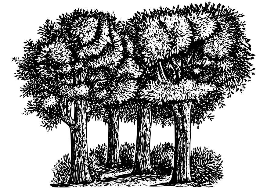 trees Coloring page trees