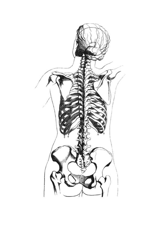 skeleton back view Coloring page skeleton back view