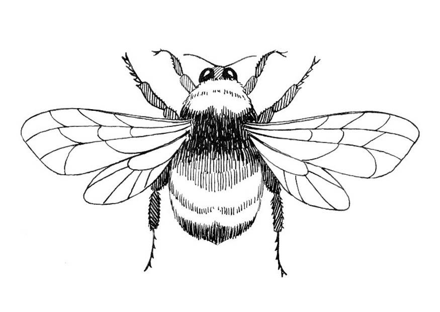 bumblebee Coloring page bumblebee